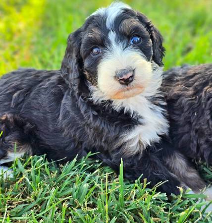 Bernedoodles (Renton)63911484069379124