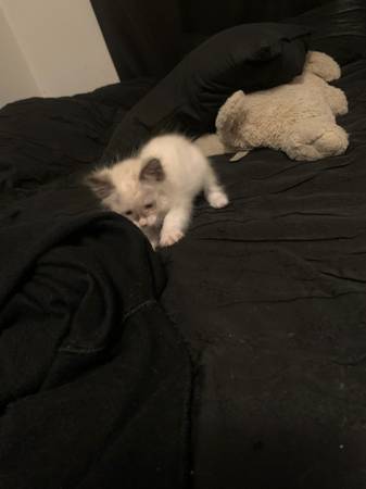 Kitten macho (Lancaster)600387501184798722