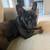 French Bulldog 2 thumbnail