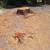 STUMP GRINDING & Surface Roots Removal by Brad Frederick's LLC 17 thumbnail