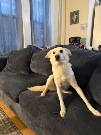 Free sofa 1