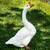 Geese/goose/Ganso 3 thumbnail