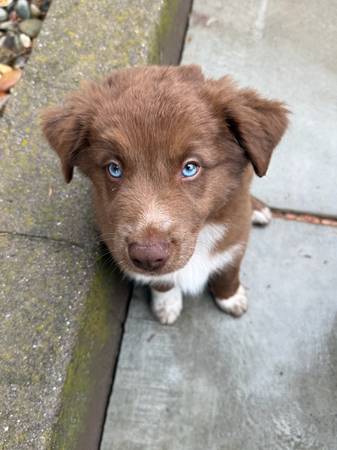 Australian Shepherd Puppy (Fairfield)