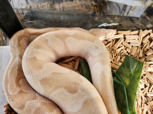 Python real de plátano (Árabe)64319351357827120