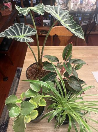House Plants 1