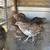 Quails 2 thumbnail