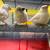 Finches 1 thumbnail