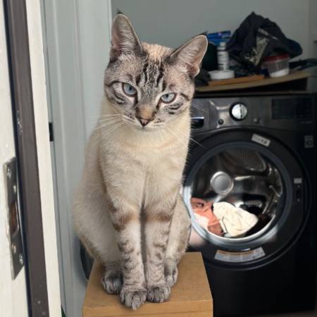 GATO PERDIDO: Esquina de Olive St y Valerio. 10/9/2026 (Santa Barbara)