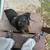 Rottwieler puppy (male) 2 thumbnail