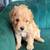 Mini Aussiedoodle 6 thumbnail