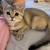 Cat food 1 thumbnail