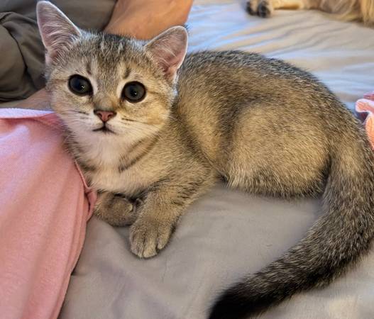 Cat food 1