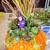 Unique Succulent Topped Pumpkins & Gourds Great Fall Decor 4 thumbnail