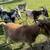 Goats 3 thumbnail