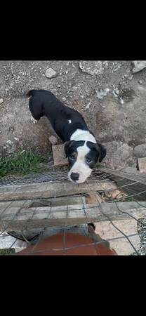 Rehoming friendly small dog 1