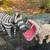 Bonded zebra and hippo pair 1 thumbnail
