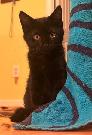 Gatitos parte Maine Coon (Kennesaw)63881506418435120