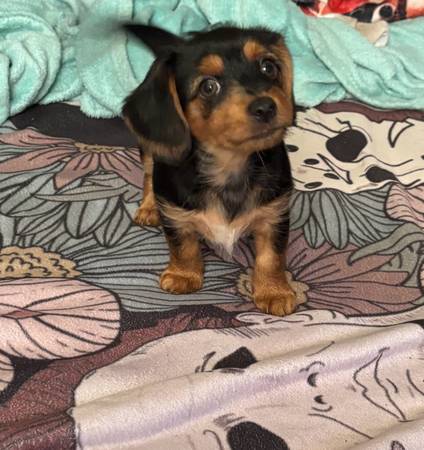 Hembra Dorkie (dachshund/yorkie) (Hazel Green)64151734958337120