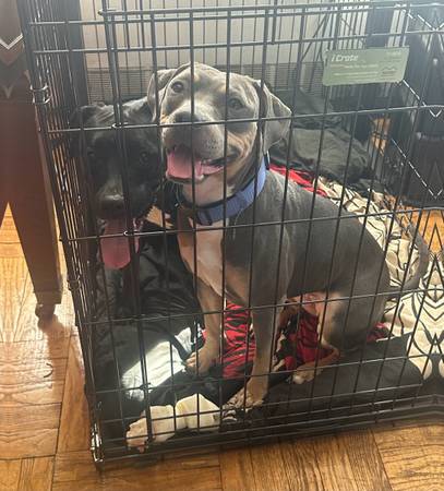2 pitbull pups for rehoming (Bronx)63923588564739120