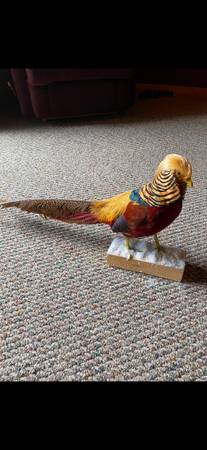 Golden Pheasant Mount 1