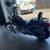 2006 Harley Davidson Softail Standerd 1 thumbnail