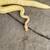 Ball Pythons Breeders Collection 3 thumbnail
