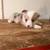 Full blooded Corgi puppies 4 thumbnail