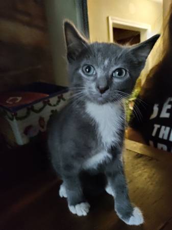 Hermosas gatitos disponibles para adopción (Lawrenceville)63881507293185120