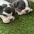 Puppys available 2 thumbnail