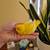 Lineolated parakeet babies 1 thumbnail