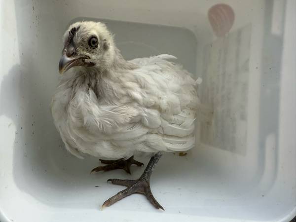 F1 Zombie Chicks 1