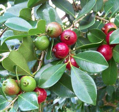 lemon guava tree or strawberry guava tree (5 gallon) 1