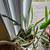 Low- Maintenance Houseplants 1 thumbnail
