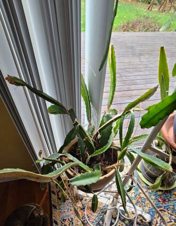 Low- Maintenance Houseplants 1