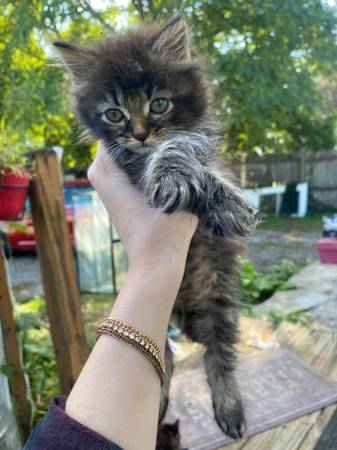 Maine coon kittens mixed with domesticated longhaired 50% !!63961118893826122