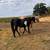 APHA broodmare - bred to a purebred shire 6 thumbnail