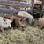 Mangalitsa/Hereford Feeder Pigs 3 thumbnail