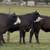 Black Whiteface Replacement Heifers 3 thumbnail
