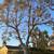 Tree and Palm Service 7 thumbnail