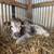 Mini Cow Calves Highland and Highpark 7 thumbnail