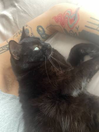 MISSING BLACK CAT SINCE AUGUST 1 1