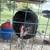 3 Young Roosters 1 thumbnail
