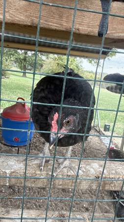 3 Young Roosters 1
