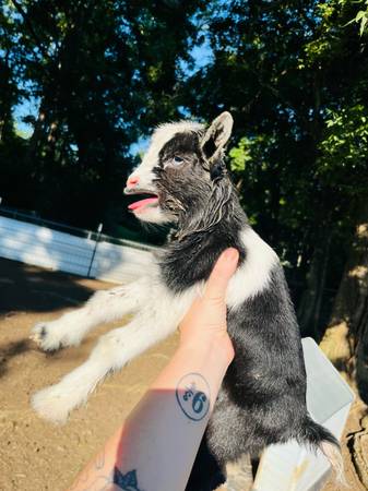 Goats (Dothan)63929352284291122