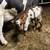 3 Calves.  WEEKEND SPECIAL!!! 1 thumbnail