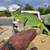 Veiled chameleon's 1 thumbnail