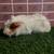 Guinea pig male (Savethepetz) 4 thumbnail