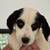 Female Pup 2 thumbnail
