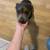 Free pit bull/rott mix 2 thumbnail