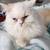 1 1/2 year old male persian cat 6 thumbnail